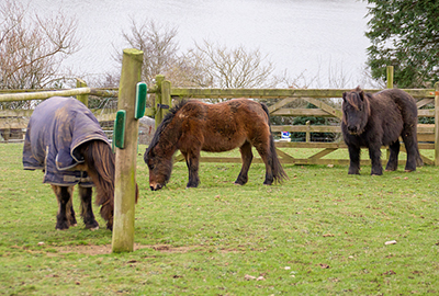 Ponies - Tuppence, Bracken and Muffin
