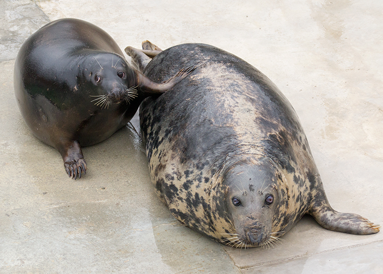 Grey Seals, Badger and Sheba are in love!