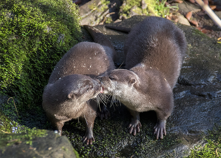 Harris and Apricot, Asian Short Claw Otters