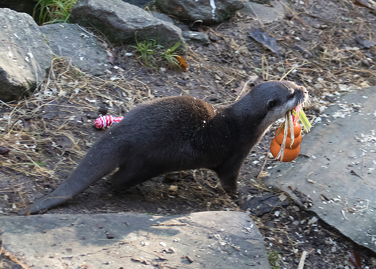 Harris, Asian Short Claw Otter, playing with one of his enrichment toys