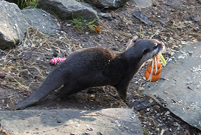 Harris, Asian Short Claw Otters