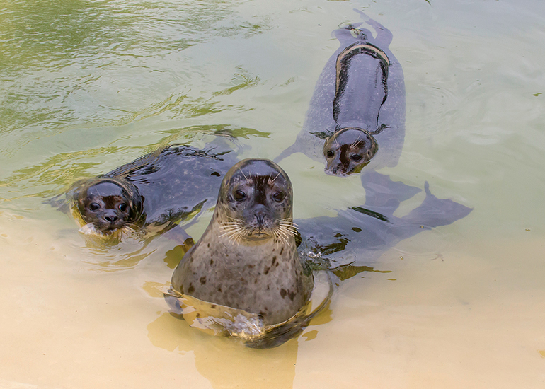 Resident common seals