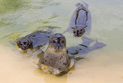 Common Seals