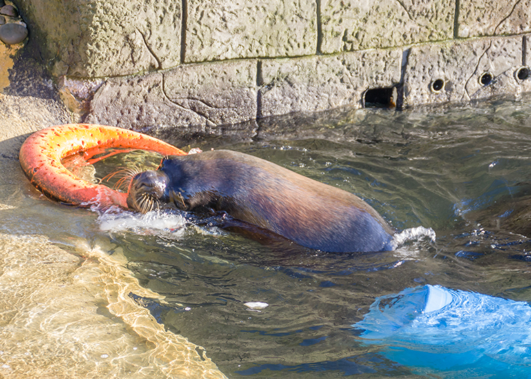 Deigo, Patagonian Sea Lion