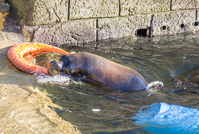 Deigo, Patagonian Sea Lion