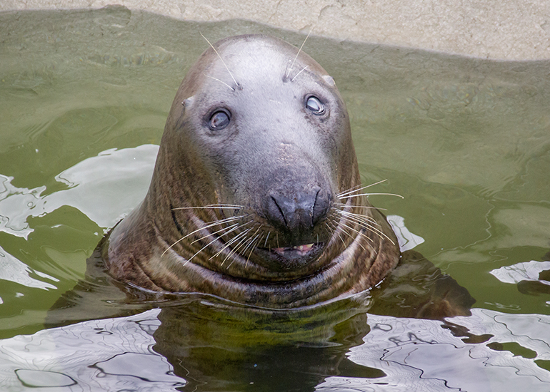 Ray, Resident Grey Seal