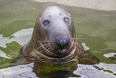 Ray, Grey Seal