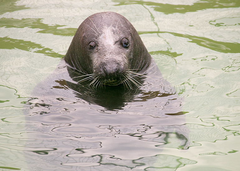 Atlanta, Grey Seal