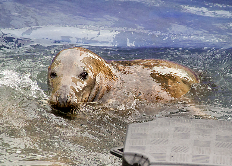 Pumpkin, Resident Grey Seal