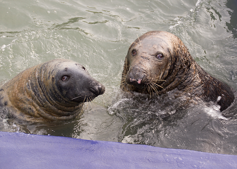 Flipper and Yulelogs, Resident Grey Seals