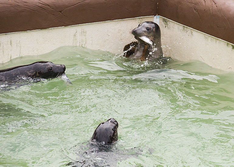 Feeding time in the Convalescent Pool