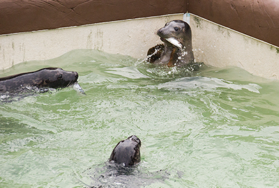 Feeding time in the Convalescent Pool