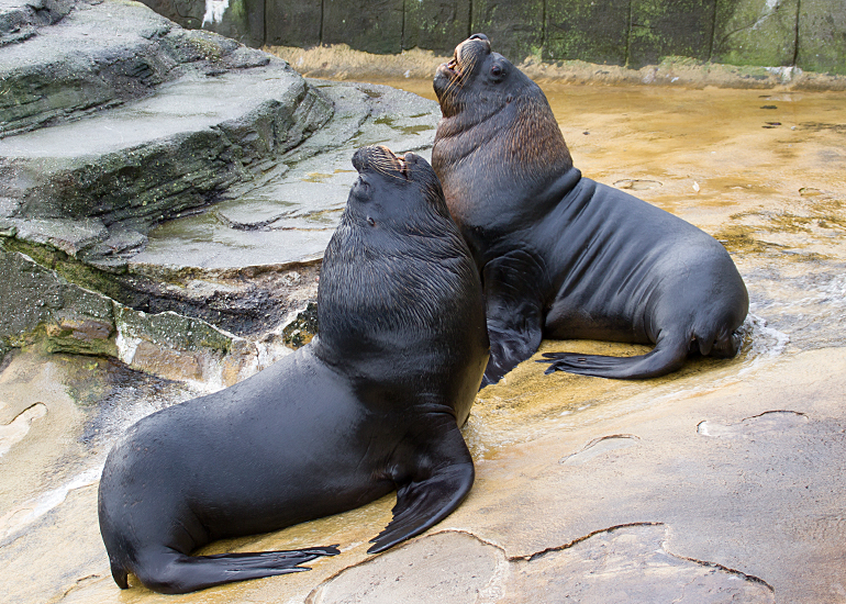 Noito and Deigo, Patagonian Sea Lions