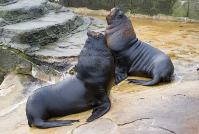 Noito and Deigo, Patagonian Sea Lions