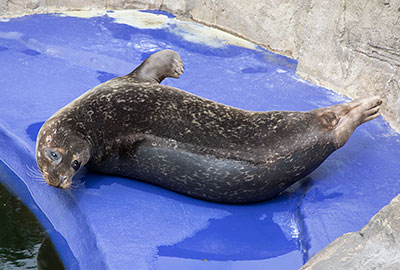 Common Seals