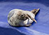 Common Seals