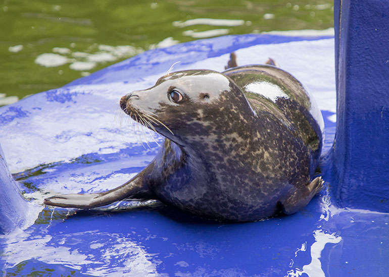 Boo - Resident Common Seals