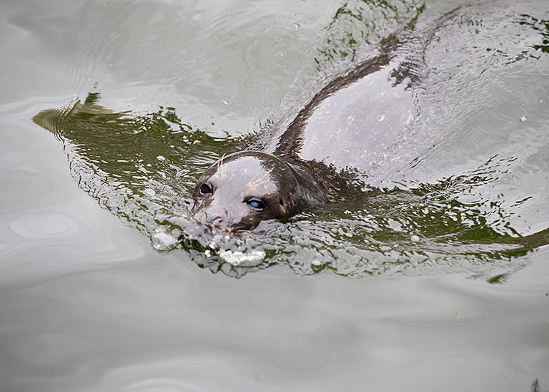 Resident Common Seals