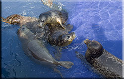 Resident Seals