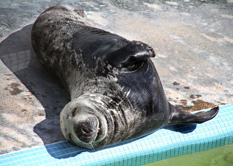 Resident Seal