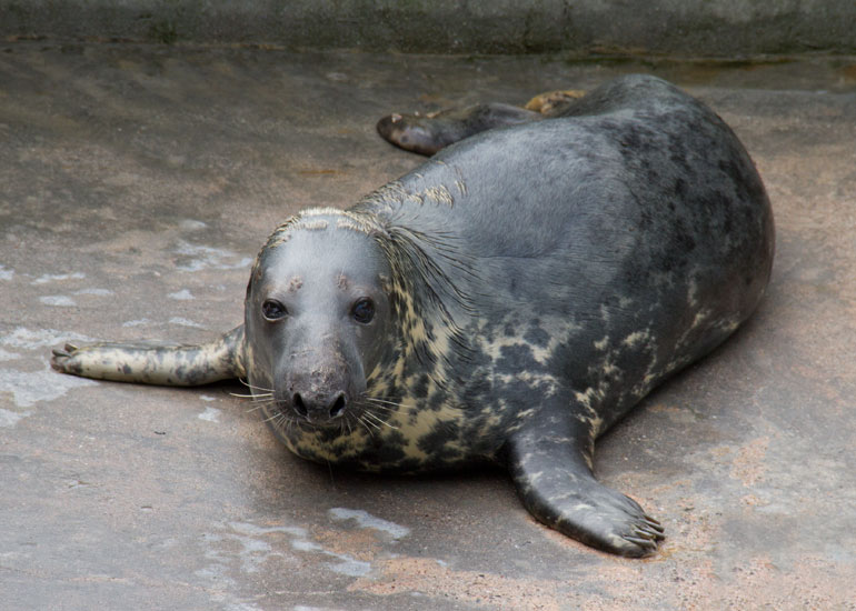 Resident Seal