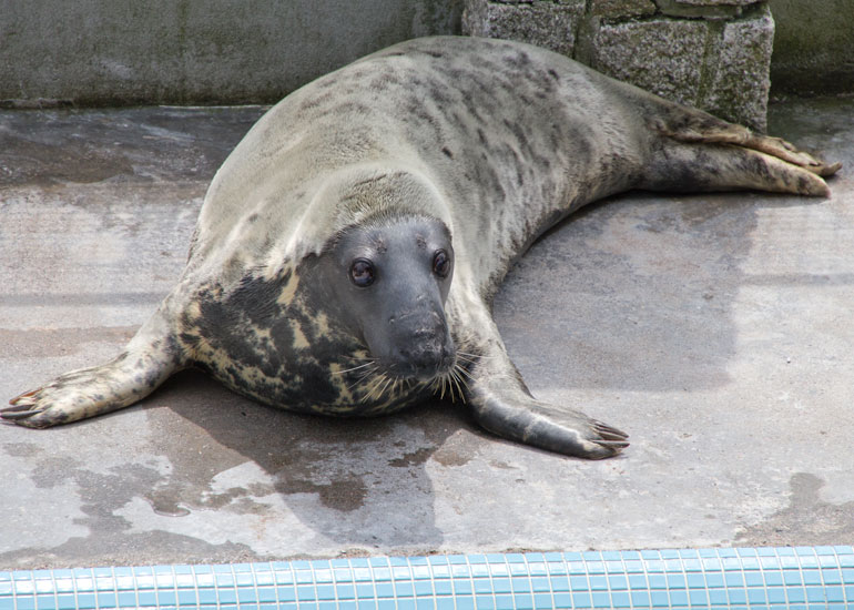 Resident Seal