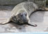 Seals sunbathing