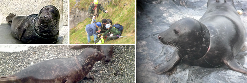 Meet Riley, an incredibly lucky entangled seal, and hear his story!