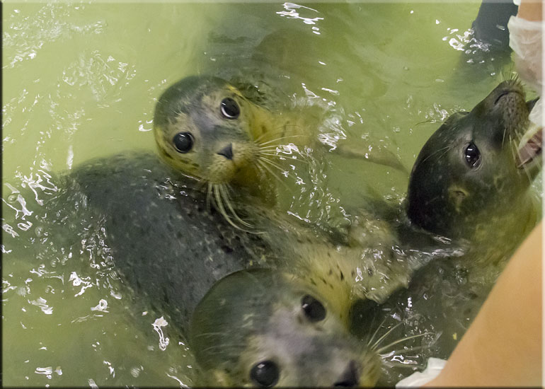 Pups in the weaning pool