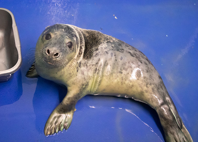 Roger Rabbit, rescued seal pup