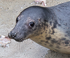 Rosemary