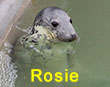 Rosie, a rescued grey seal pup from the 2017/18 season