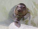 Rover, a rescued grey seal pup from the 2013/14 season