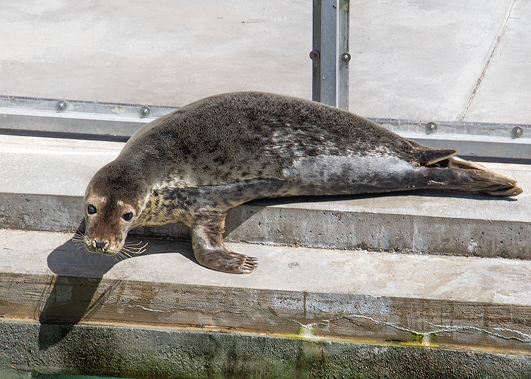 Rubik Cube, rescued seal pup