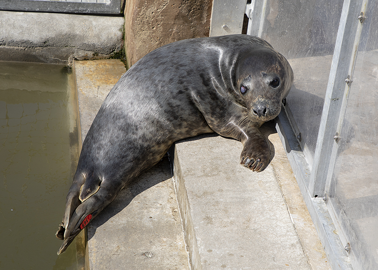 Rubik Cube, rescued seal pup