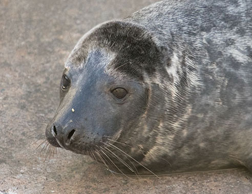 Rummy, a rescued grey seal pup from the 2015/16 season