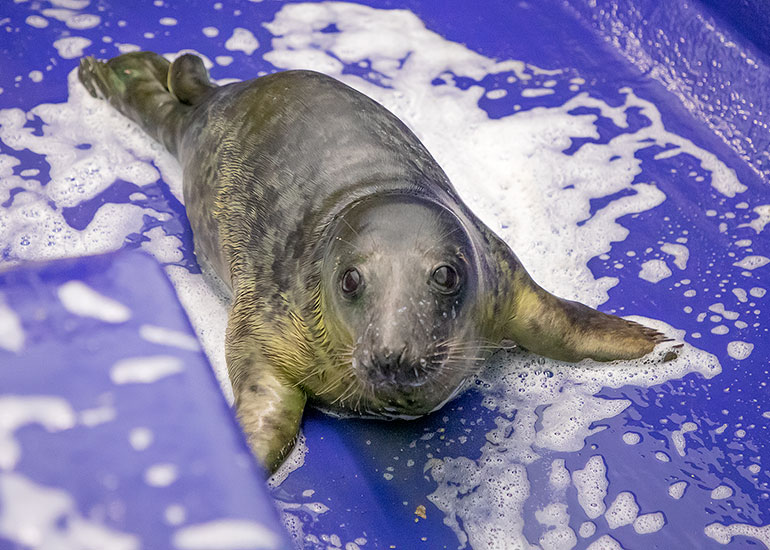 Run-DMC, rescued seal pup