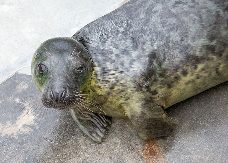 Run-DMC, rescued seal pup
