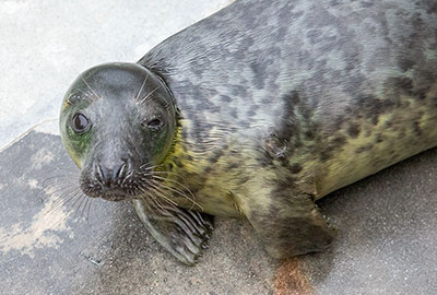 Run-DMC