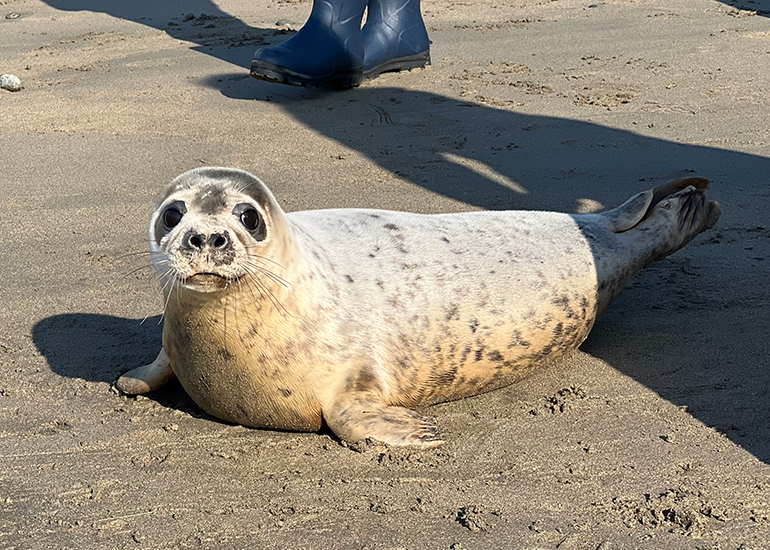 Sage - Seal Release - 21st April 2023 