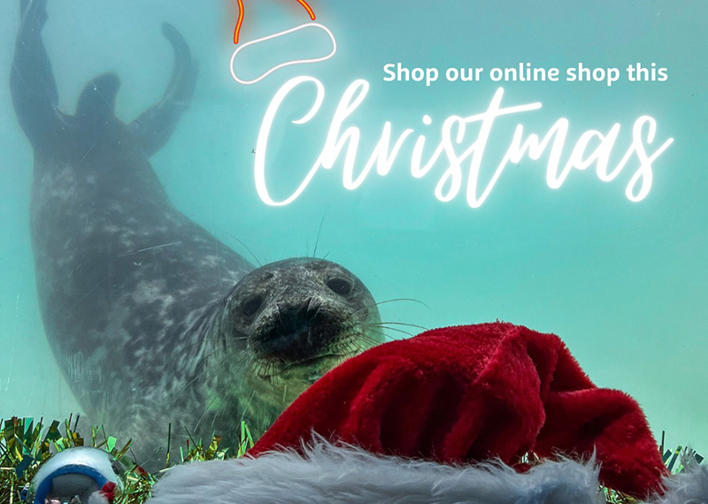 Make it a December to remember by shopping at the Sanctuary's online shop