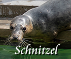 Schnitzel