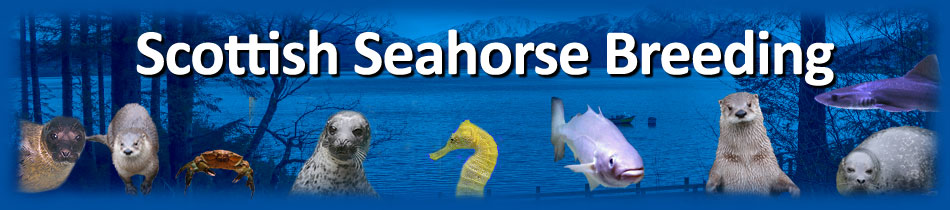 THE SCOTTISH SEAHORSE BREEDING