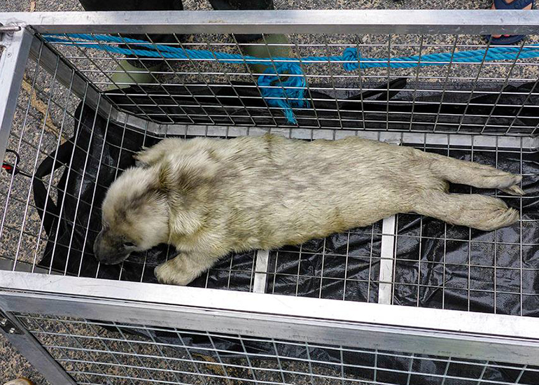 Seal Rescue - 4th September 2016