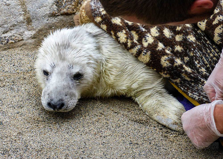 Seal Rescue - 4th September 2016