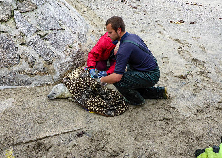 Seal Rescue - 4th September 2016