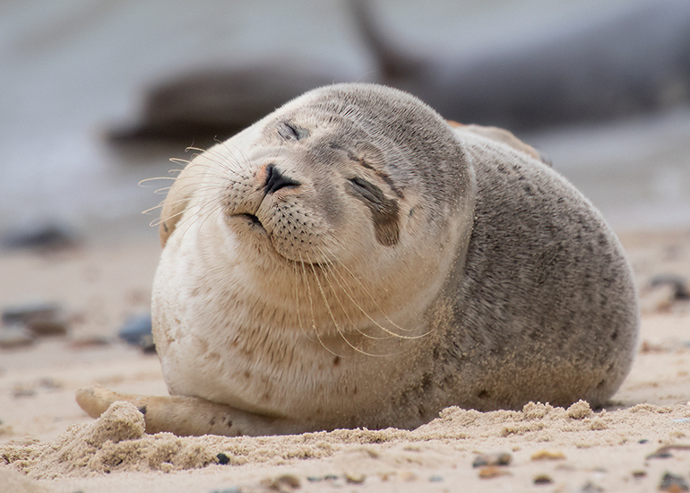 Seals in the wild!