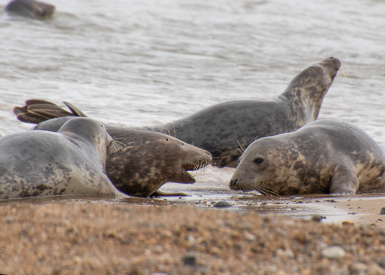 Seals in the wild!