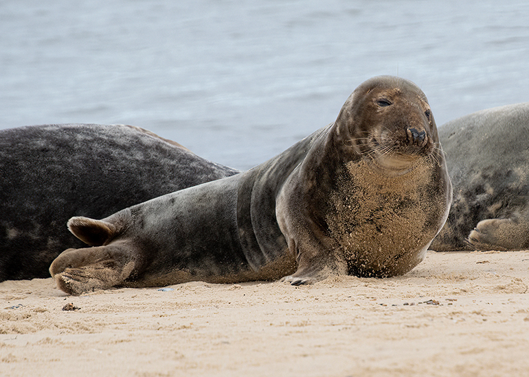 Seals in the wild!