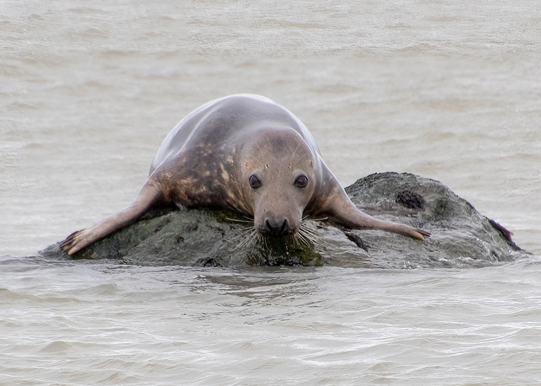 Seals in the wild!
